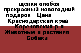 щенки алабая прекрасный новогодний подарок › Цена ­ 7 000 - Краснодарский край, Кореновский р-н Животные и растения » Собаки   